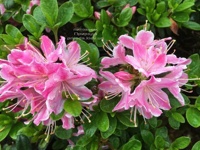 Азалия японская Кермезина Роуз (Rhododendron Kermesina Rose) ФОТО Питомник растений Природа (Priroda) (5)
