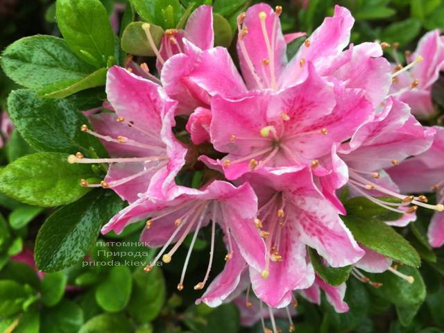 Азалия японская Кермезина Роуз (Rhododendron Kermesina Rose) ФОТО Питомник растений Природа (Priroda) (6)