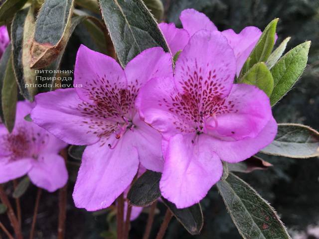 Азалия японская Ледиканенс (Rhododendron Ledicanense) ФОТО Питомник растений Природа (Priroda) (2)