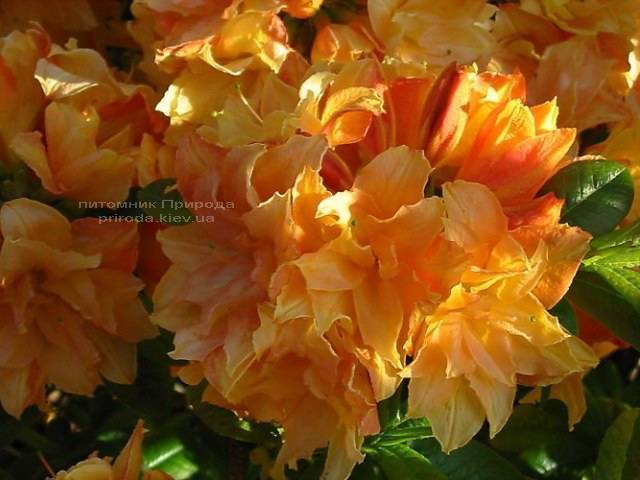 Азалия крупноцветковая Чардаш (Рододендрон листопадный Rhododendron Csardas) ФОТО (2)