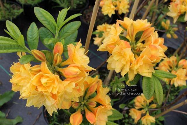 Азалия крупноцветковая Чардаш (Рододендрон листопадный Rhododendron Csardas) ФОТО (3)