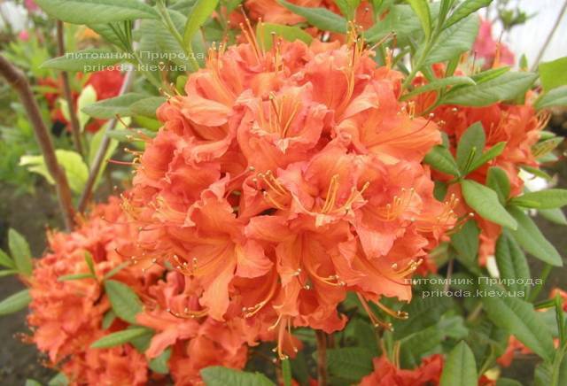 Азалия садовая крупноцветковая Фейерверк (Рододендрон листопадный Rhododendron Feuerverk) (1)