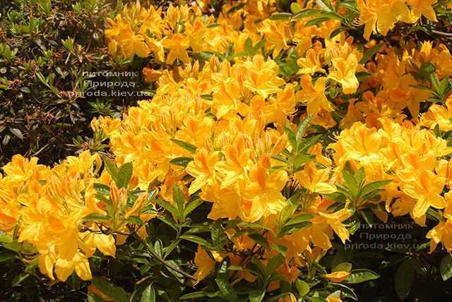 Азалия садовая крупноцветковая Голдетопас (Рододендрон листопадный Rhododendron Goldtopas) (1)