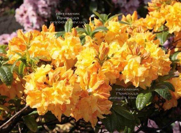 Азалия садовая крупноцветковая Голдетопас (Рододендрон листопадный Rhododendron Goldtopas) (3)