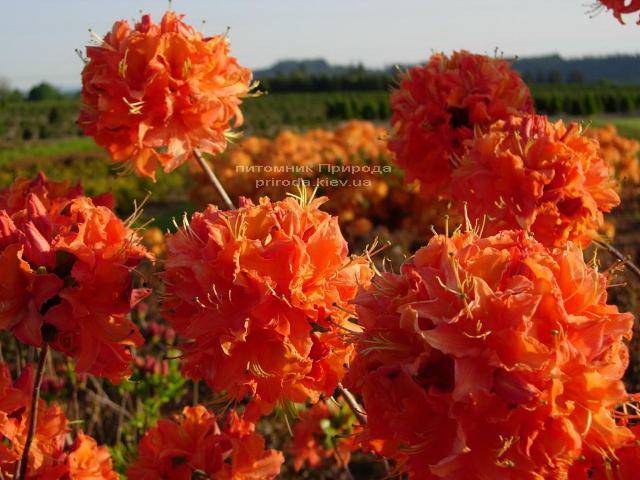 Азалия садовая крупноцветковая Мандарин Лайт (Рододендрон листопадный Rhododendron Mandarin Lights) (2)