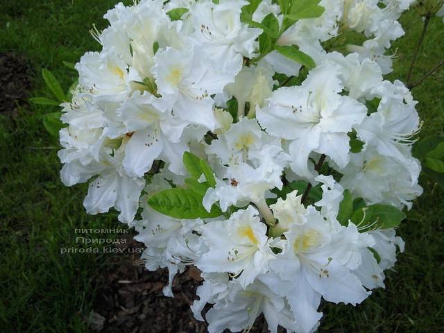 Азалия садовая крупноцветковая Оксидол (Рододендрон листопадный Rhododendron Oxydol) (1)
