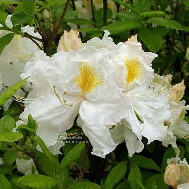 Азалия садовая крупноцветковая Оксидол (Рододендрон листопадный Rhododendron Oxydol) (3)