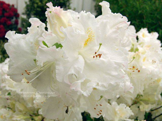 Азалия садовая крупноцветковая Оксидол (Рододендрон листопадный Rhododendron Oxydol) (4)
