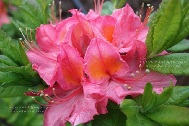 Азалия садовая крупноцветковая Пинк Делайт (Рододендрон листопадный Rhododendron Pink Delight) (3)