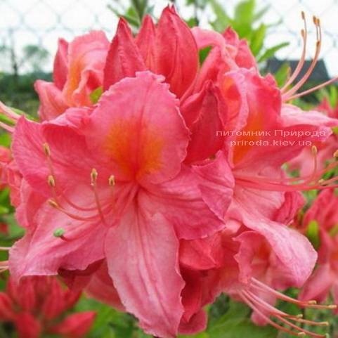 Азалия садовая крупноцветковая Сарина (Рододендрон листопадный Rhododendron Sarina) (1)
