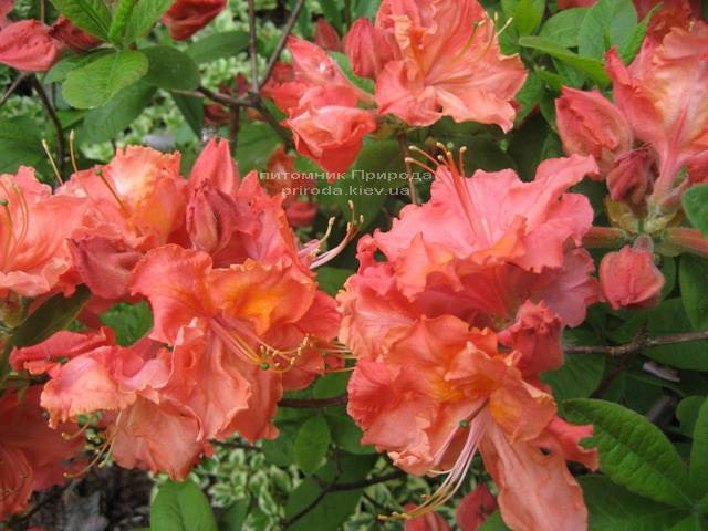Азалия садовая крупноцветковая Сарина (Рододендрон листопадный Rhododendron Sarina) (4)
