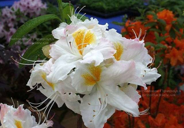Азалия садовая крупноцветковая Шнееголд (Рододендрон листопадный Rhododendron Schneegold) (2)