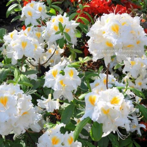 Азалия садовая крупноцветковая Шнееголд (Рододендрон листопадный Rhododendron Schneegold) (3)