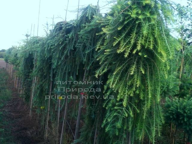 Лиственница японская Стиф Випер (Larix kaempferi Stiff Weeper) на штамбе ФОТО Питомник растений Природа (Priroda) (5)