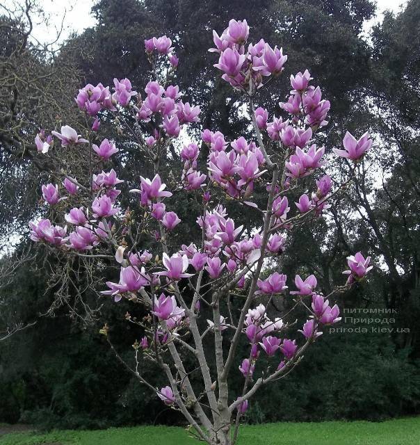 Магнолия Суланжа Александрина (Magnolia soulangeana Alexandrina) (2)