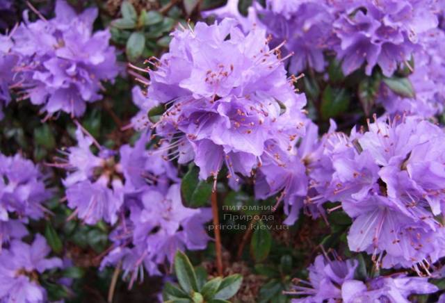 Рододендрон мелкоцветковый Блю Тит (Rhododendron Blue Tit) (1)