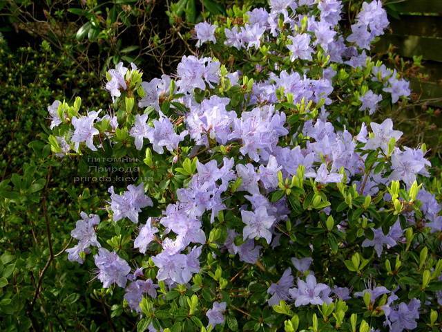 Рододендрон мелкоцветковый Блю Тит (Rhododendron Blue Tit) (3)