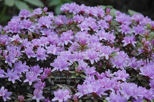 Рододендрон мелкоцветковый Бухловице (Rhododendron Buchlovice) (2)