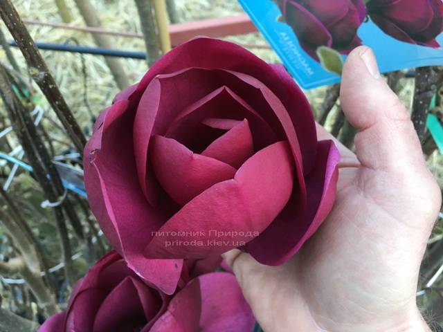 Магнолия Блэк Тюлип (Magnolia Black Tulip) ФОТО Питомник растений Природа (Priroda) (14)