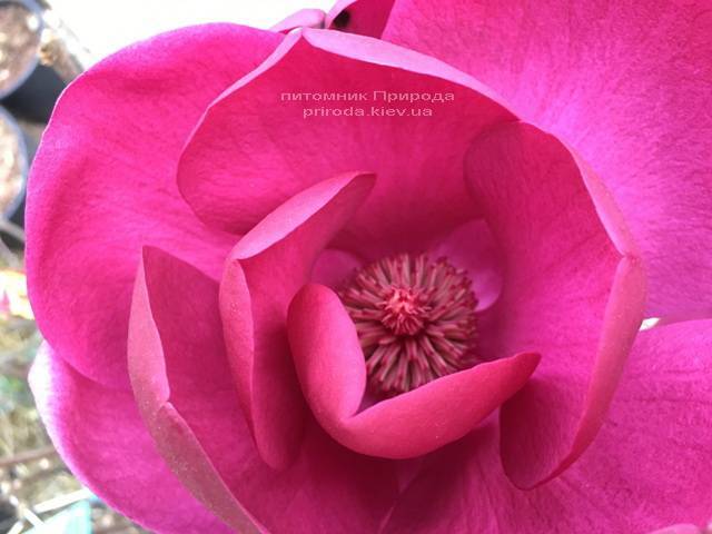 Магнолия Блэк Тюлип (Magnolia Black Tulip) ФОТО Питомник растений Природа (Priroda) (16)