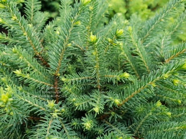Ялина звичайна Нідіформіс (Picea abies Nidiformis) ФОТО Розплідник рослин Природа (Priroda) (4)