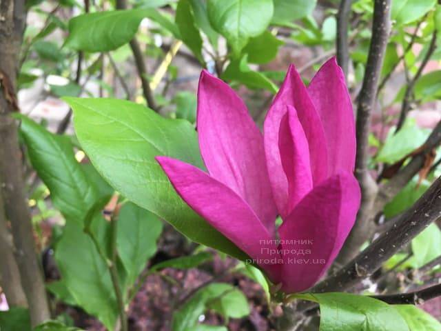 Магнолія Сюзан (Magnolia Susan) ФОТО Розплідник рослин Природа (Priroda) (5)