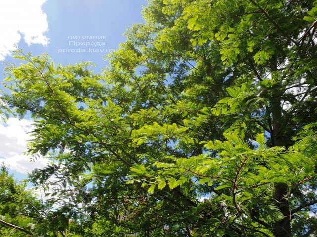 Метасеквойя китайская (Metasequoia glyptostroboides) ФОТО Питомник растений Природа Priroda (11)