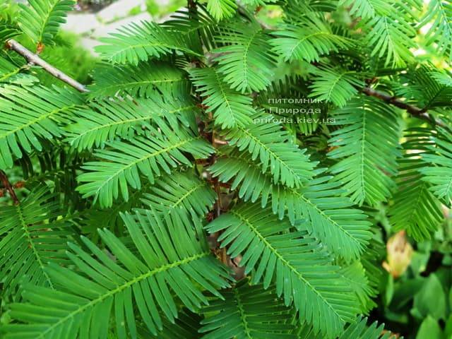 Метасеквойя китайская (Metasequoia glyptostroboides) ФОТО Питомник растений Природа Priroda (14)