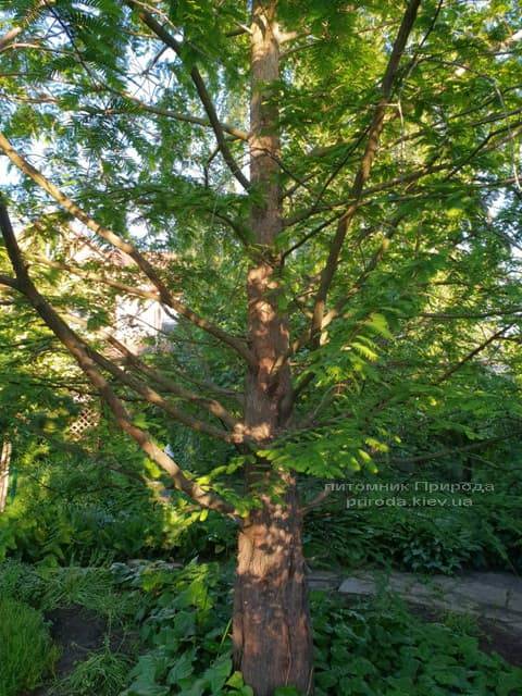 Метасеквойя китайская (Metasequoia glyptostroboides) ФОТО Питомник растений Природа Priroda (20)
