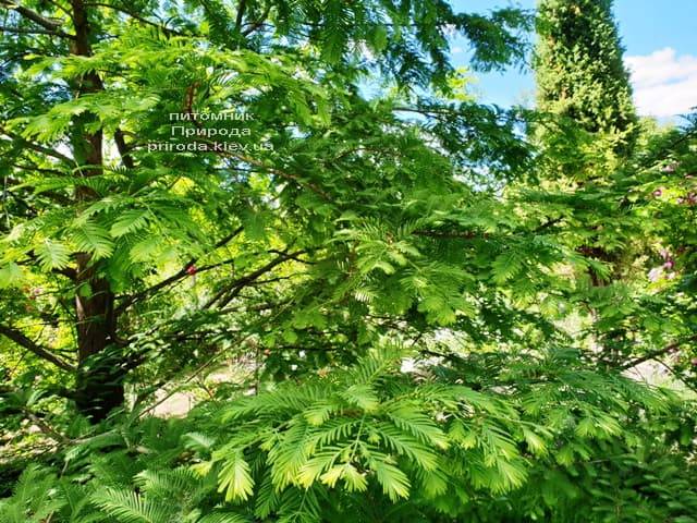 Метасеквойя китайская (Metasequoia glyptostroboides) ФОТО Питомник растений Природа Priroda (21)