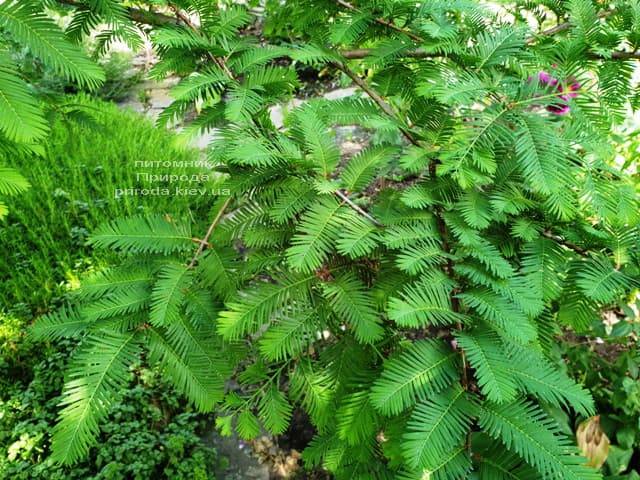 Метасеквойя китайская (Metasequoia glyptostroboides) ФОТО Питомник растений Природа Priroda (5)