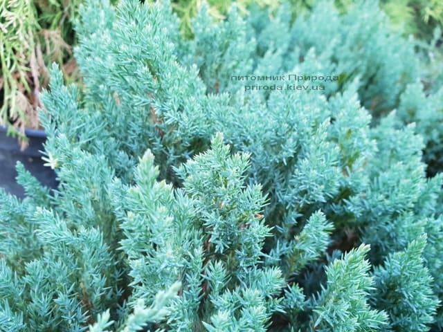 Можжевельник горизонтальный Блю Форест (Juniper horizontalis Blue Forest) ФОТО Питомник растений Природа (Priroda) (1)