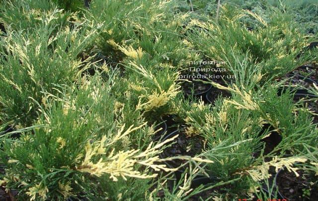 Можжевельник казацкий Вариегата (Juniperus sabina Variegata) ФОТО Питомник растений Природа (Priroda) (2)