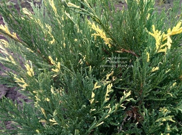 Можжевельник казацкий Вариегата (Juniperus sabina Variegata) ФОТО Питомник растений Природа (Priroda) (5)