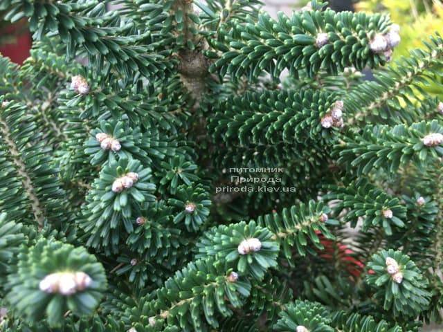 Пихта корейская Альпин Стар (Abies koreana Alpin Star) ФОТО Питомник растений Природа (Priroda) (6)