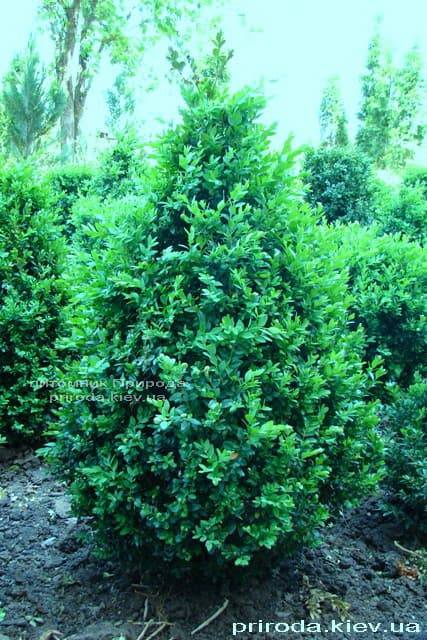 Самшит вечнозелёный Конус (Buxus sempervirens Konus) ФОТО Питомник растений Природа (Priroda) (1)
