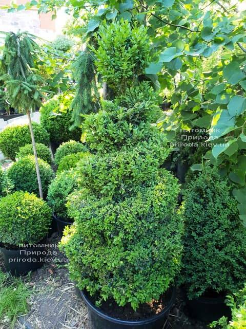 Самшит вечнозелёный Спираль (Buxus sempervirens Spiral) ФОТО Питомник растений Природа (Priroda) (1)