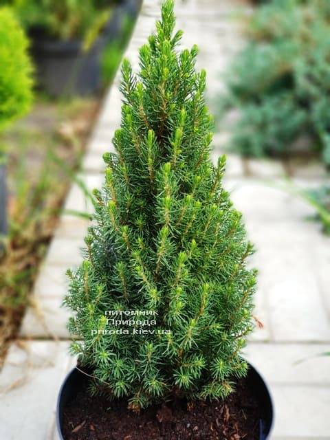Ель канадская Цукерхут (Picea glauca Zuckerhut) ФОТО Питомник растений Природа (Priroda) (4)