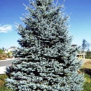 Ель колючая голубая Хото (Picea pungens Hoto) ФОТО Питомник растений Природа/Priroda (51)