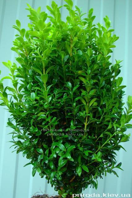 Самшит вечнозелёный (Buxus sempervirens ) ФОТО Питомник растений Природа Priroda (8)