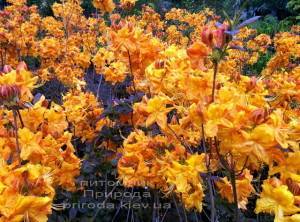 Азалія садові крупноквіткова / Рододендрон листопадний Клондайк (Rododendron Klondyke) ФОТО Розплідник рослин Природа Priroda (4)