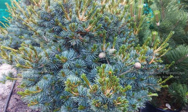 Сосна мелкоцветковая Негиши (Pinus parviflora Negishi) ФОТО Питомник растений Природа Priroda (32)