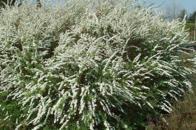Спірея сіра Грефшейм (Spiraea cinerea Grefsheim) ФОТО Розплідник рослин Природа Priroda (33)
