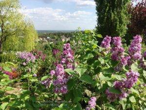 Цветёт Сирень в питомнике растений Природа Priroda (61)