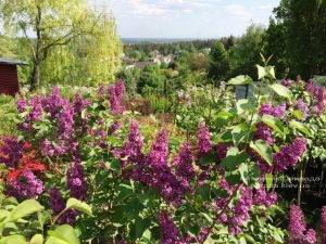 Цветёт Сирень в питомнике растений Природа Priroda (59)