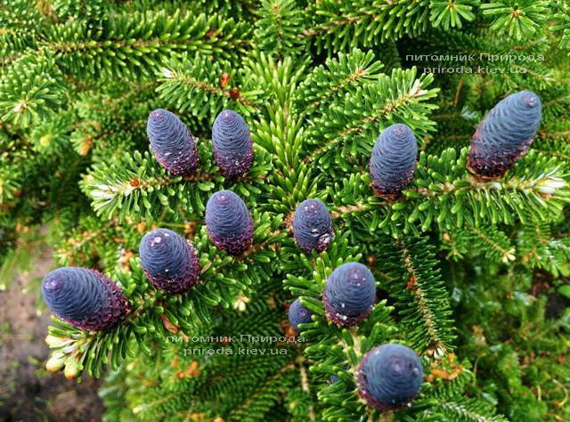 Пихта корейская (Abies koreana) ФОТО Питомник растений Природа Priroda (31)