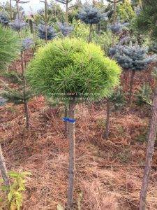 Сосна чёрная Брепо (Pinus nigra Brepo) ФОТО Питомник растений Природа Priroda (78)