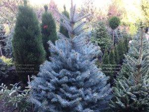 Ель голубая Блю Диамонд (Picea pungens Blue Diamond) ФОТО Питомник растений Природа Priroda (236)