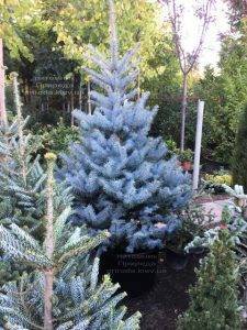 Ель голубая Блю Диамонд (Picea pungens Blue Diamond) ФОТО Питомник растений Природа Priroda (229)