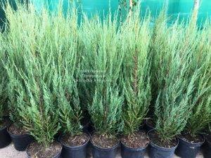 Можжевельник скальный Блю Арроу (Блю Эрроу) (Juniperus scopolorum Blue Arrow) ФОТО Питомник растений Природа Priroda (216)